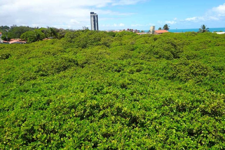 Дерево кешью в Южной Америке