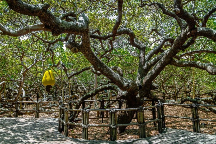 Кешью Пиранжи