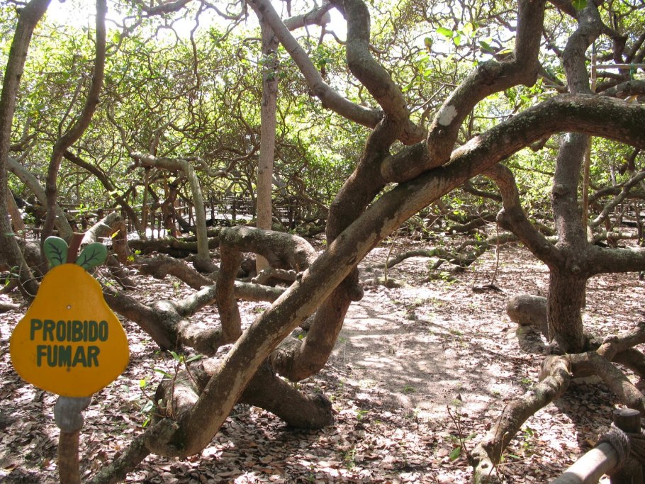 Дерево кешью Пиранжи