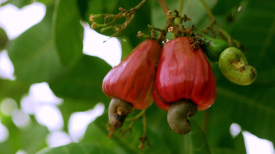 Розовое яблоко фрукт кешью