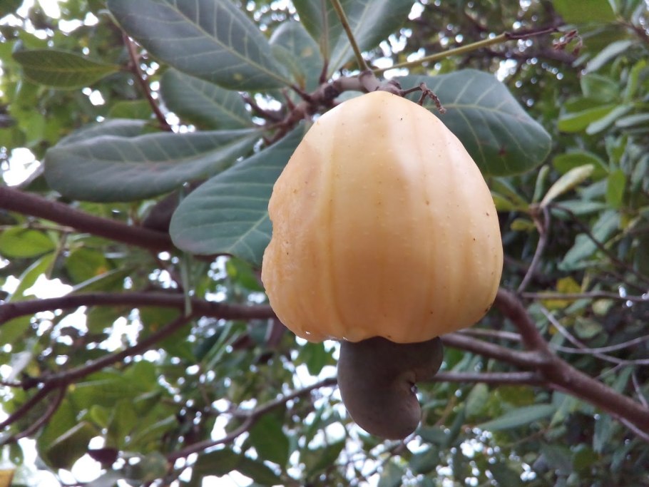 Самое большое дерево кешью в мире