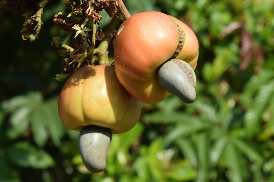 Cashew or indian Walnut Tree