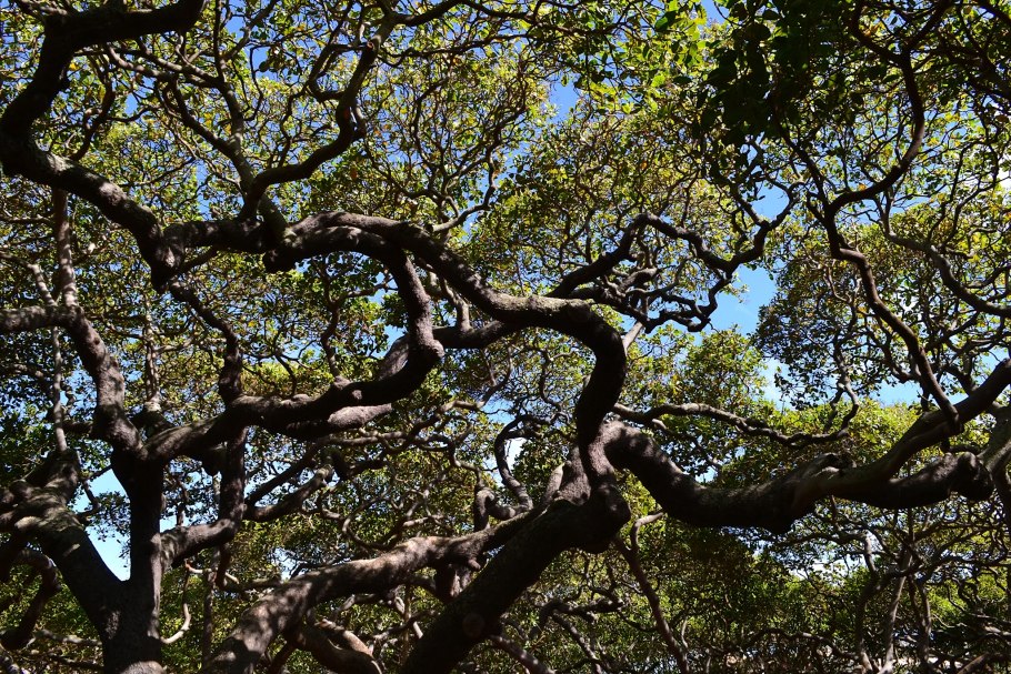 Самое большое дерево кешью в мире, Бразилия.