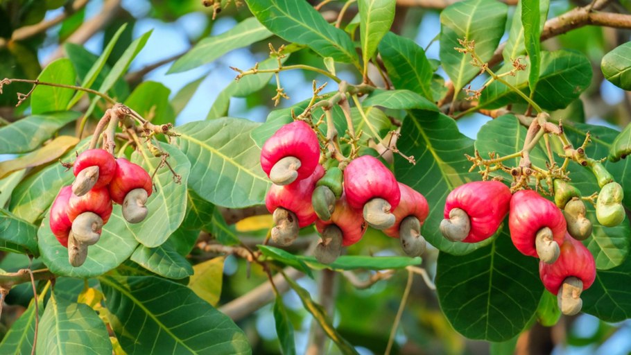 Кешью фрукт