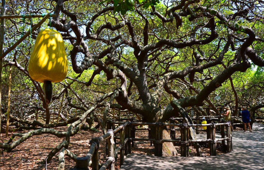 Дерево кешью Пиранжи