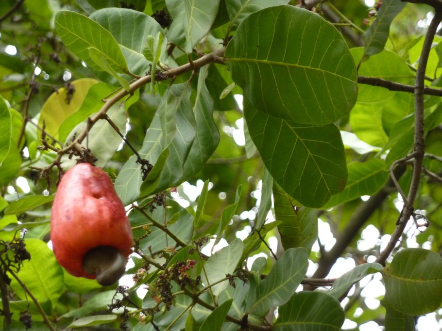 Анакардия кешью