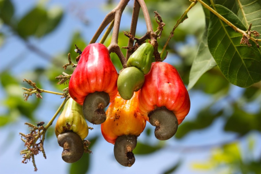 Кешью дерево плоды