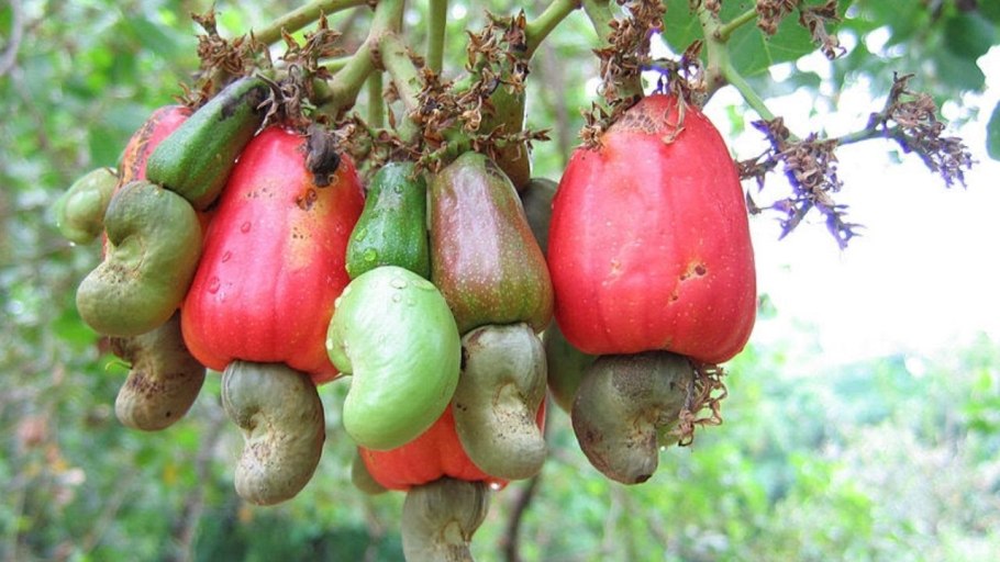 Кешью в дикой среде