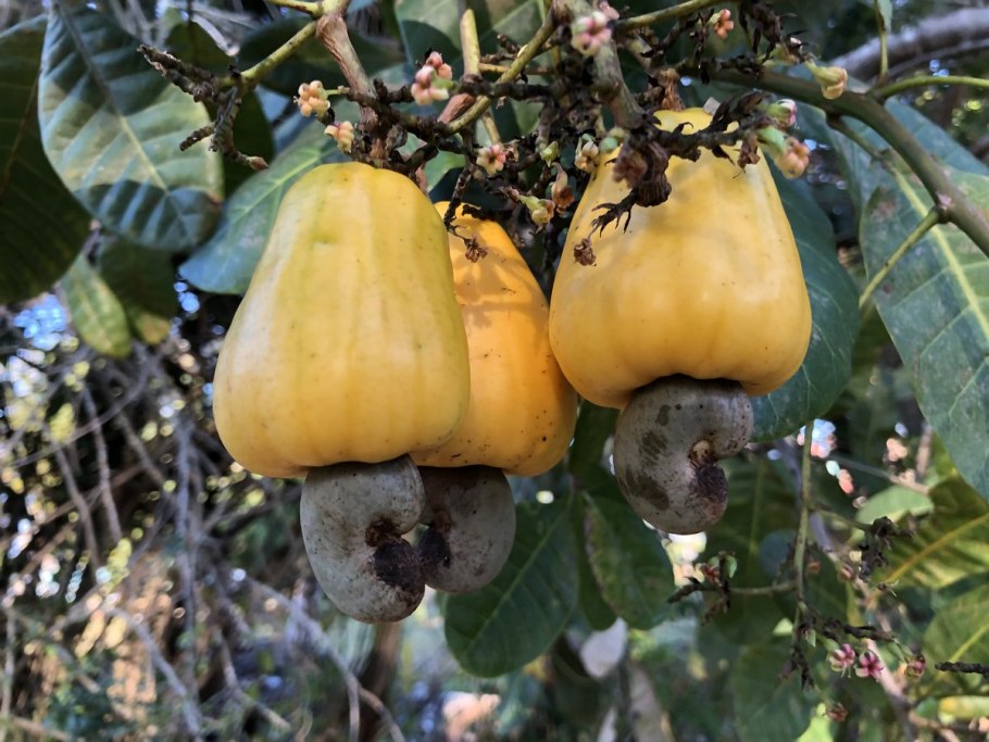 Дерево кешью в Южной Америке