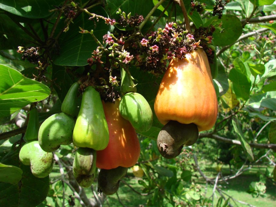 Anacardium occidentale