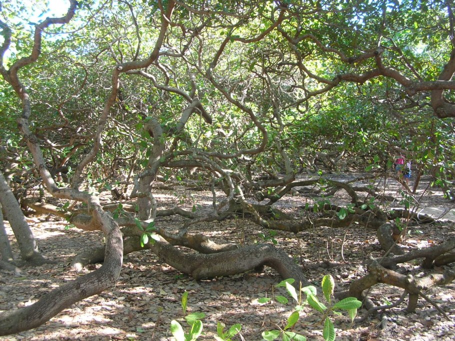 Кешью вид плода