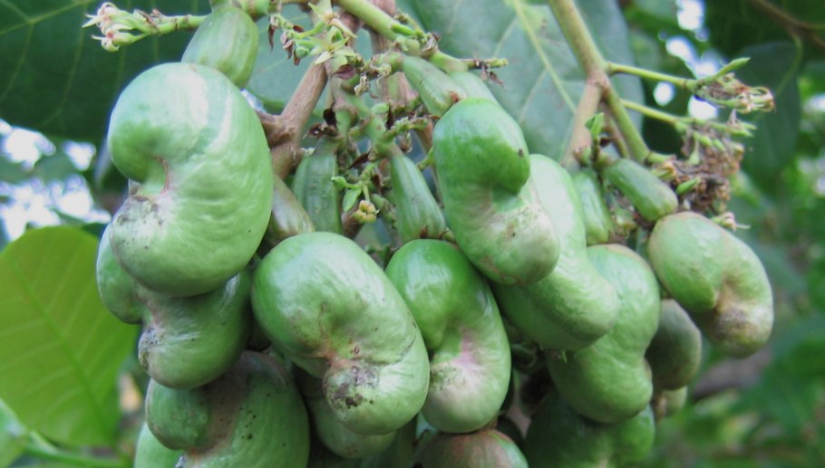 Кешью дерево плоды