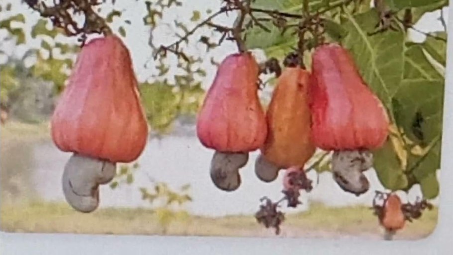 Кешью с вишней