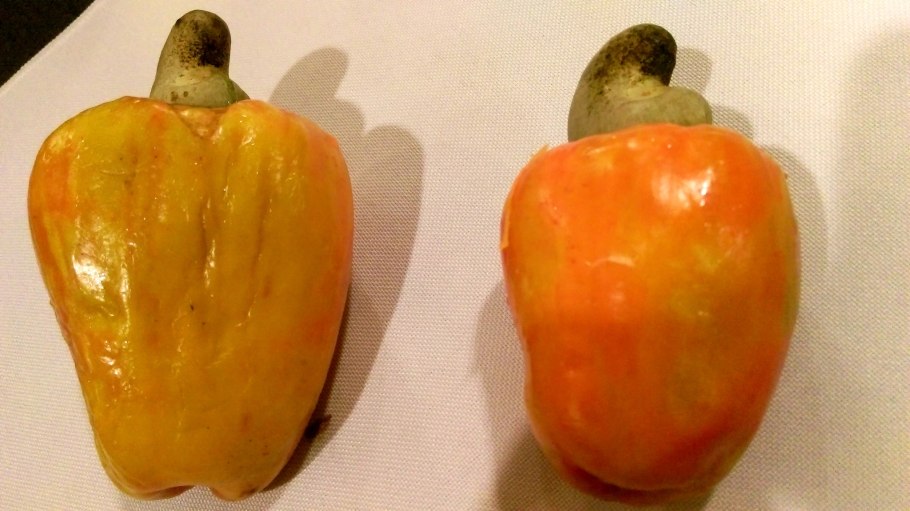 Дерево кешью