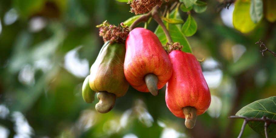 Cashew Apple Drink