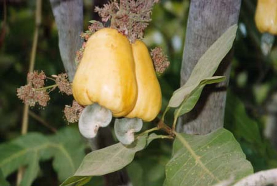 Anacardium occidentale