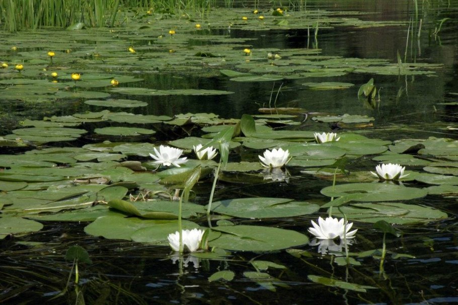 Кувшинка, кубышка, камыш Ряска