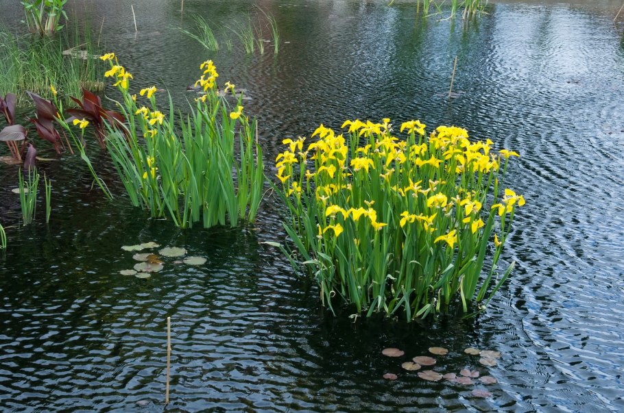 Ирис болотный (Iris pseudacorus)