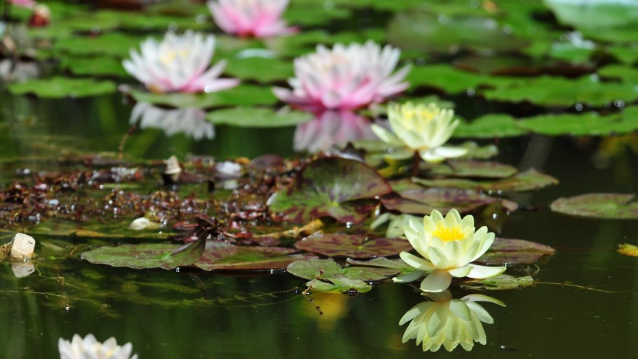 Речные растения