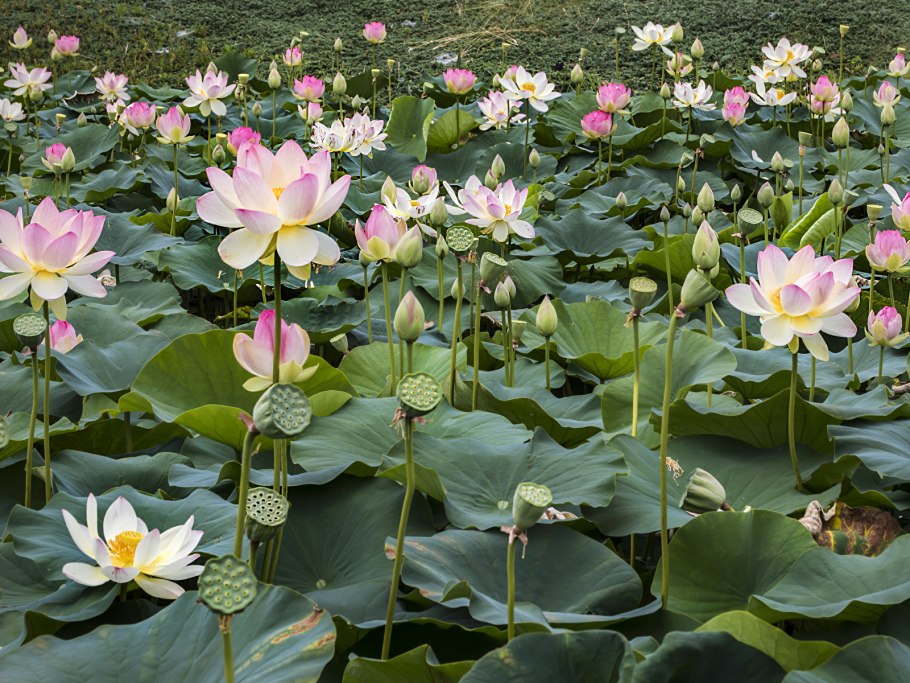 Лотос кувшинка