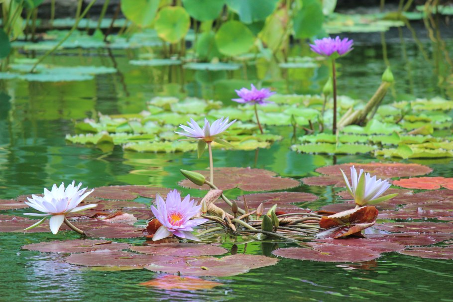 Нимфея Болотная