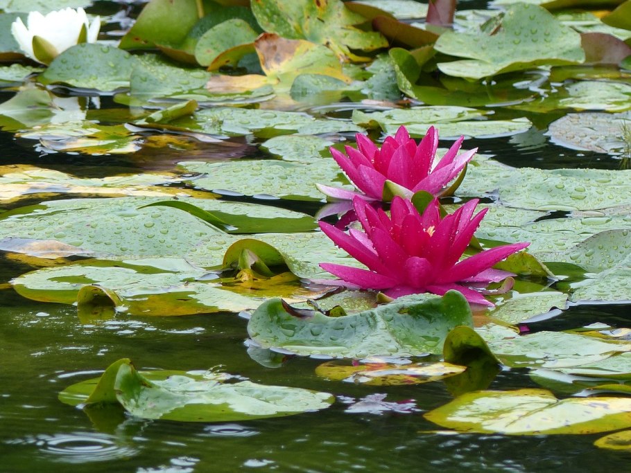 Кувшинка Речная