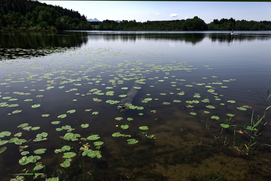 Водные растения Смоленской области