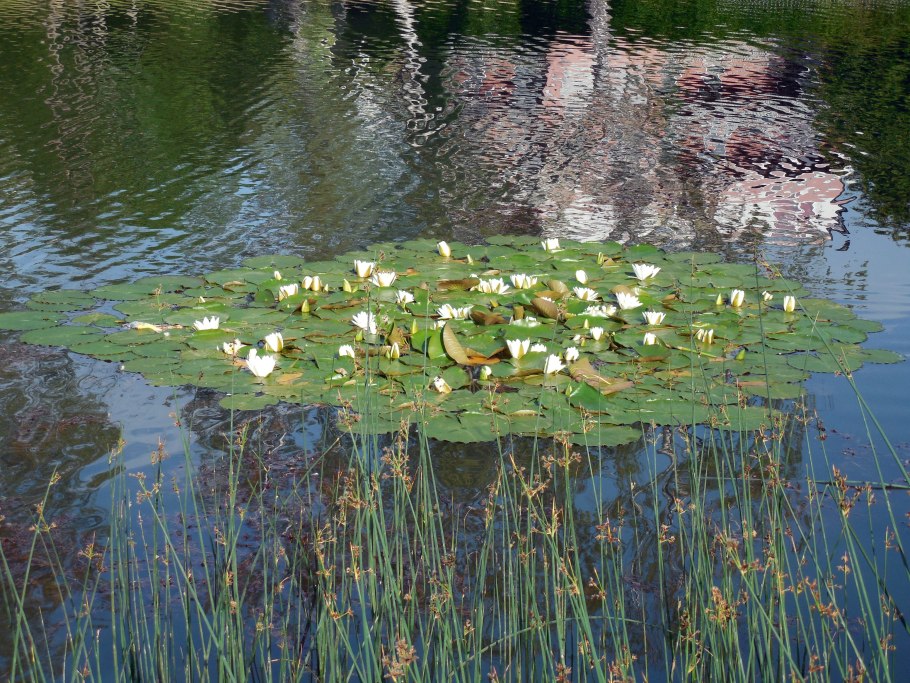 Водокрас и кувшинка