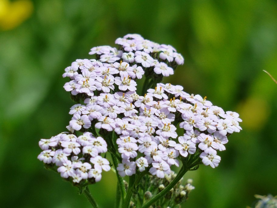 Тысячелистник (Achillea millefolium)