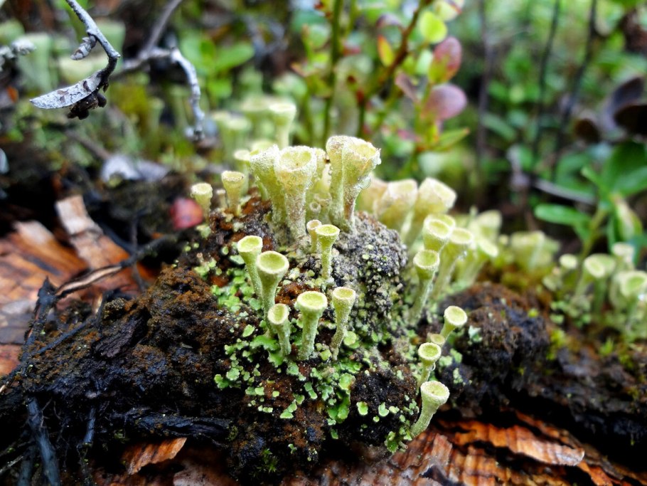 Кладония лишайник