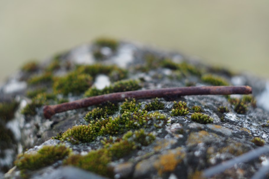 Лишайники в природе