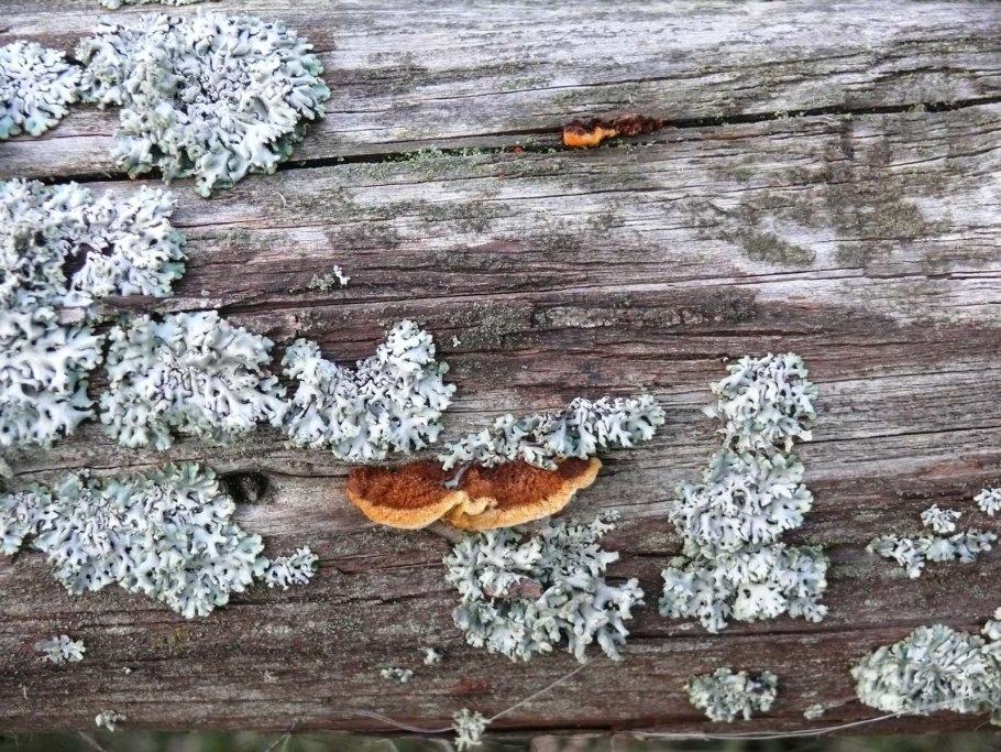 Лишайники накипные на гниющей древесине