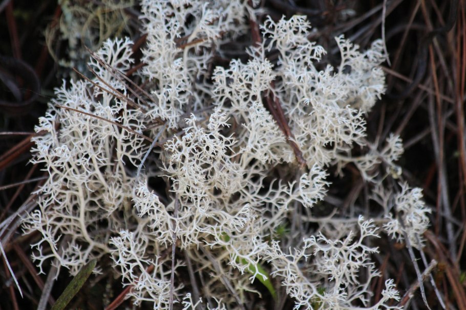 Кустистые лишайники ягель