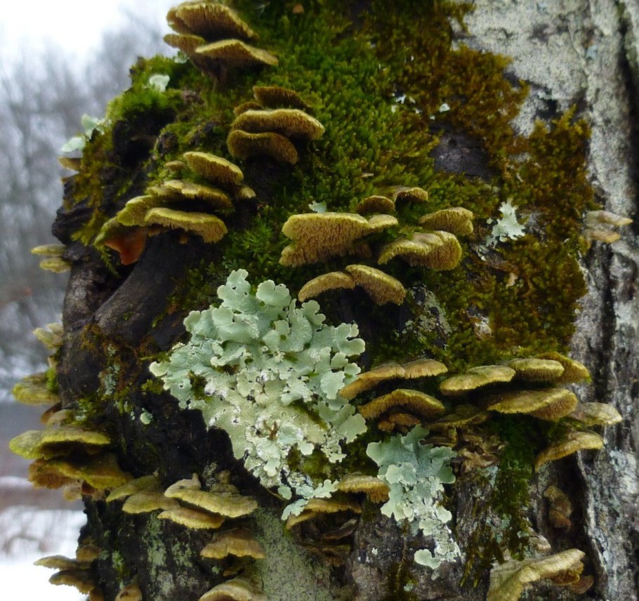 Лишайники Эпифиты