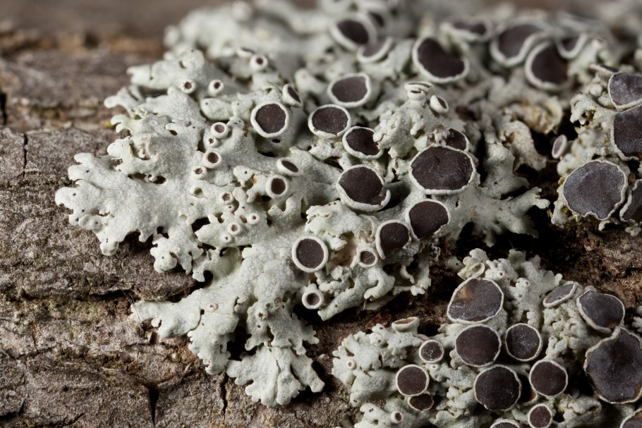 Листоватые лишайники