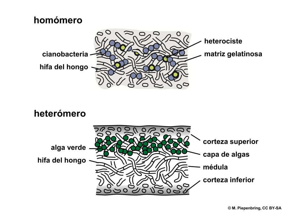 Внутренне строение лишайника рисунок