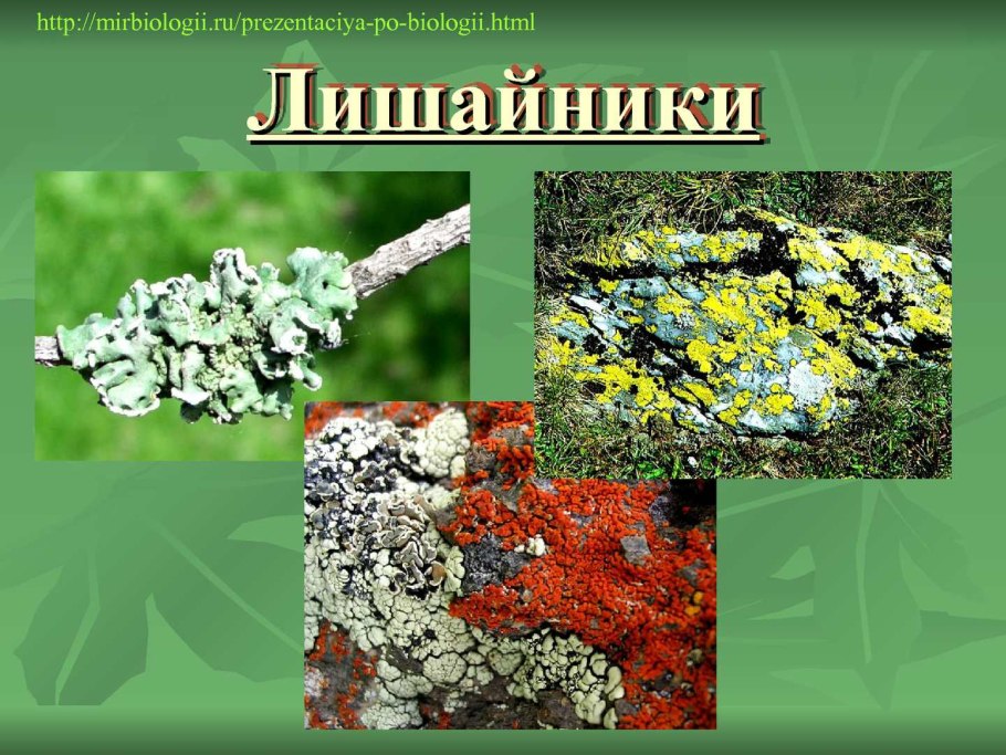 Лишайники презентация