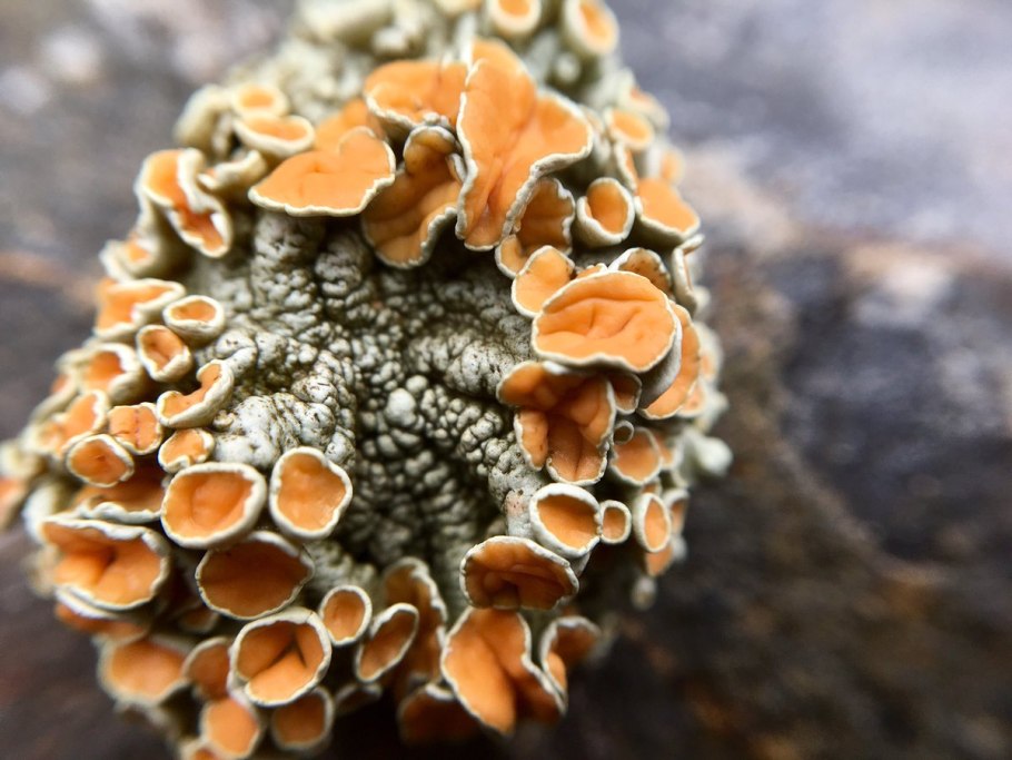 Грибы мхи лишайники