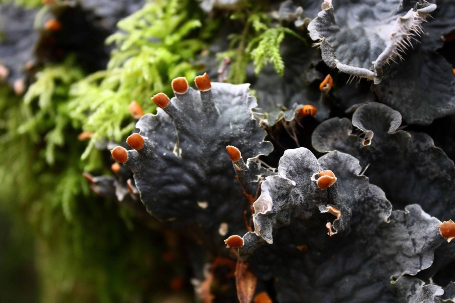 Грибы лишайники