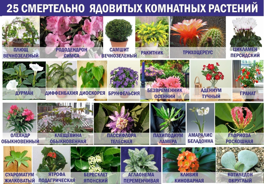 Ядовитые растения для сельскохозяйственных животных