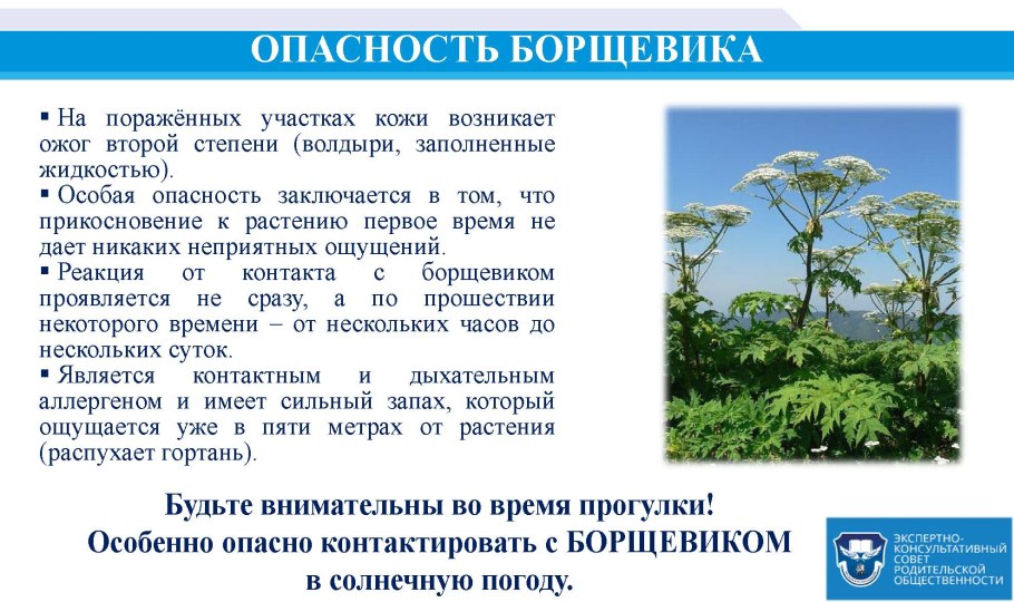 Несъедобные Лесные ягоды Южный Урал