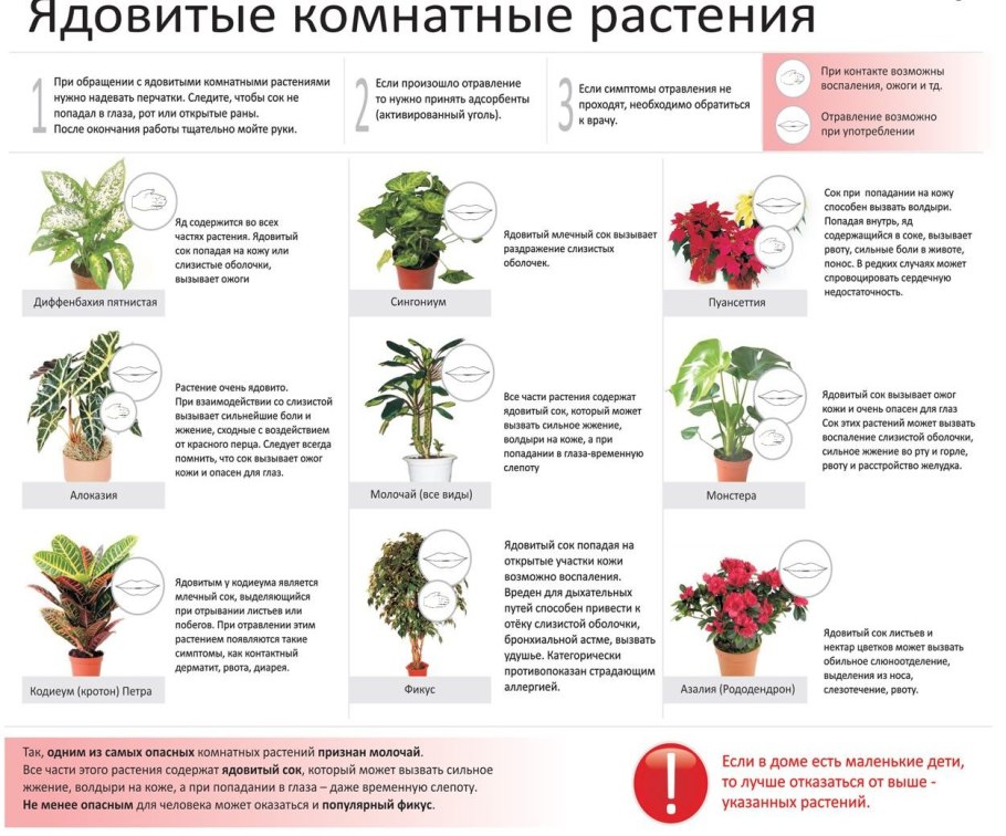 Ядовитые растения