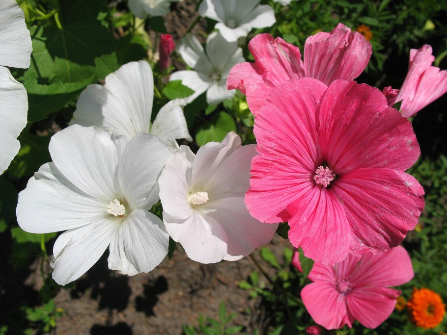 Лаватера Монблан