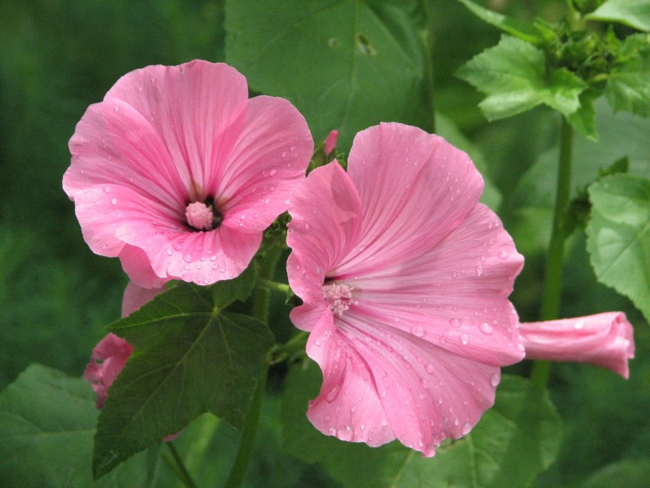 Лаватера хатьма