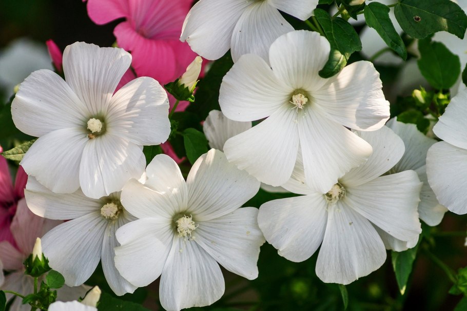 Мальва лаватера