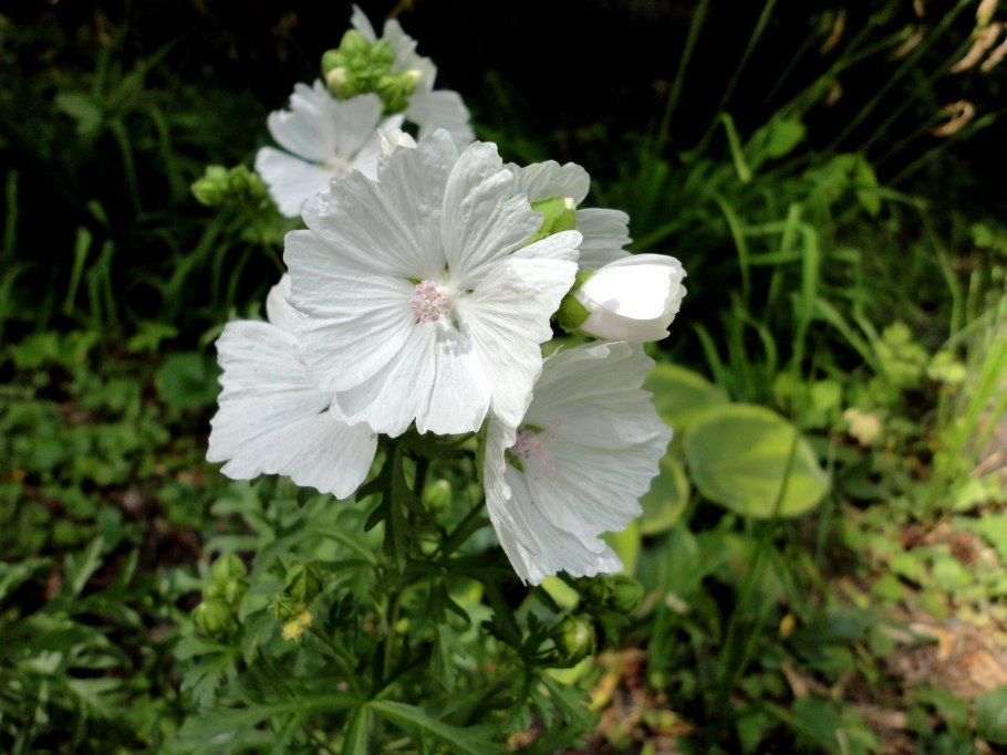 Лаватера однолетник