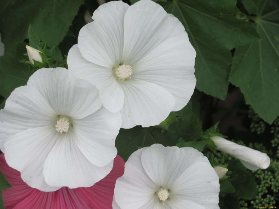 Мальва мускусная ( просвирник)