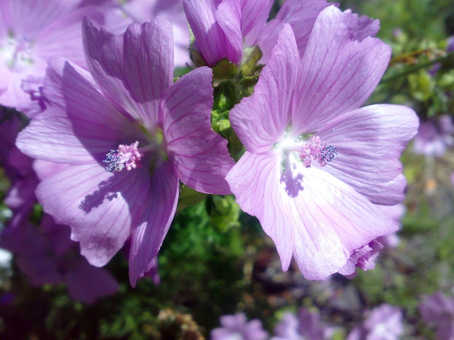 Мальва мускусная ( просвирник)