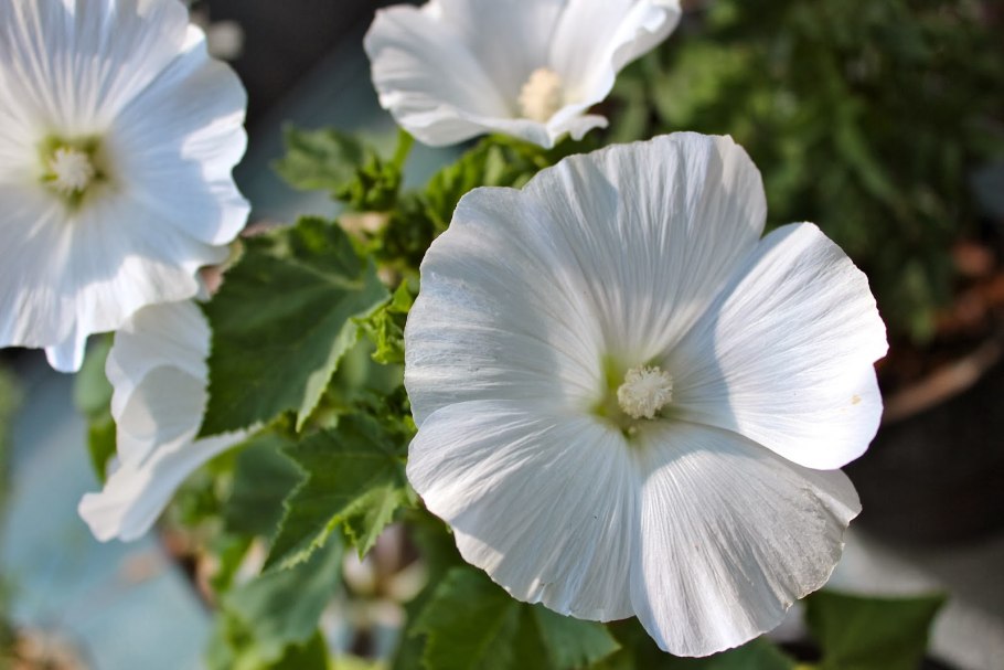 Мальва мускусная ( просвирник)