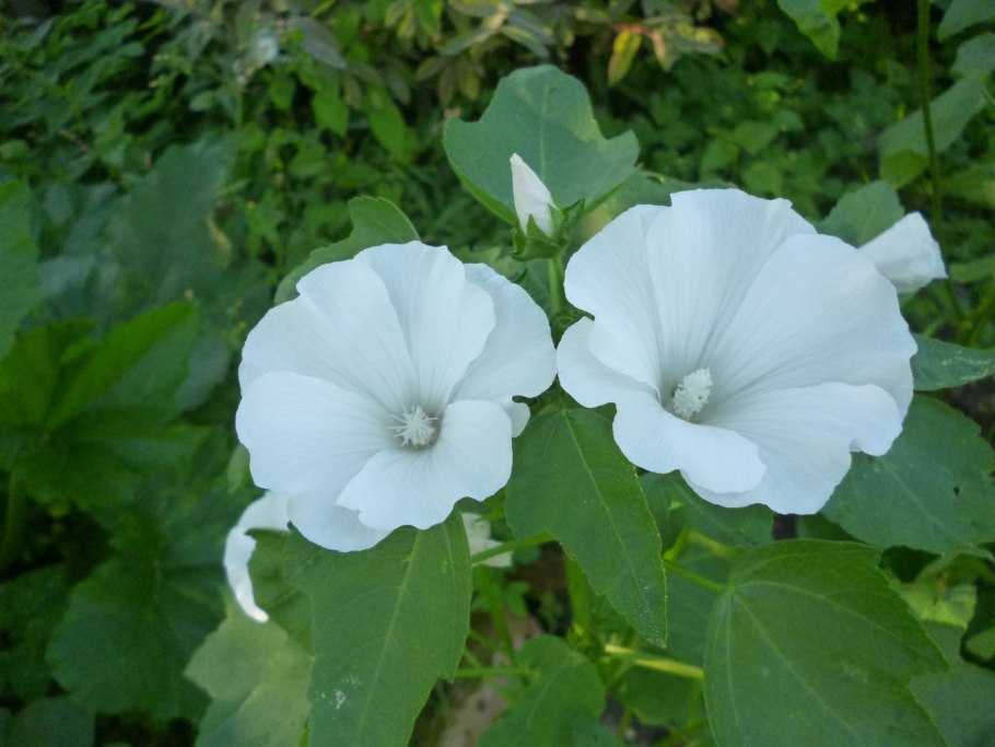 Лаватера Монблан белая